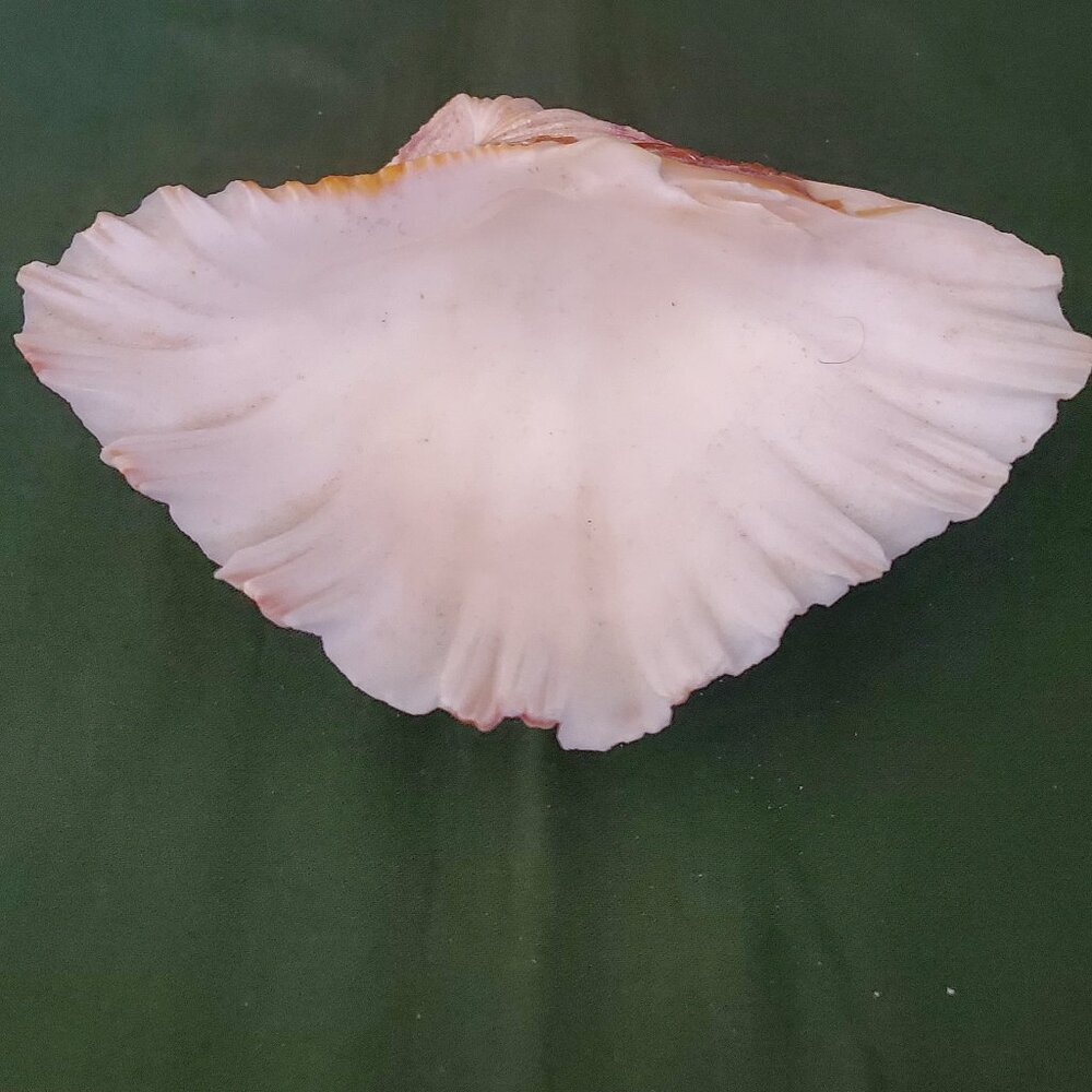 Extra Large Sandy Clam Shell - Picture 5 of 9